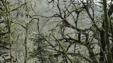 苔藓覆盖的缠绕的树枝在一片盒木神秘的森林里。